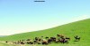 Herdsmen and their cattle on the lush pastures of the Kazakh countryside.