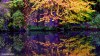 Trees sporting autumn colours reflected in the waters of Manchester's River Irwell.